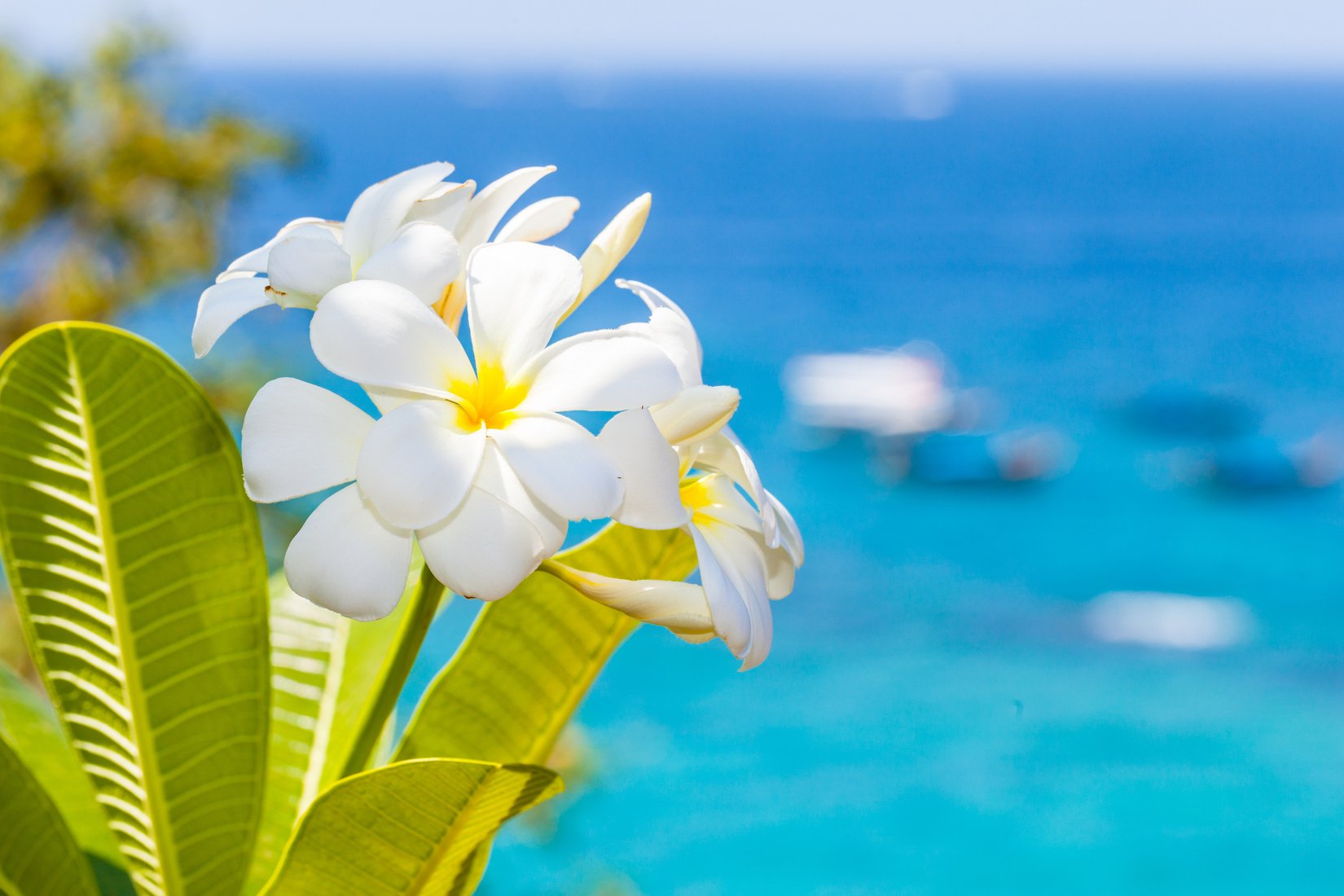 Tropical Frangipani Flower